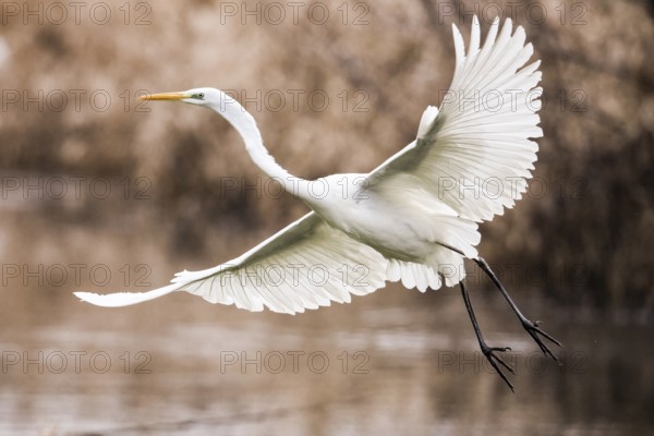 A white egret (Egretta alba) flies elegantly over the water in a natural environment surrounded by