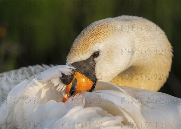 A Mute Swan (Cygnus olor) cuddles its face into its white feathers, soft light and calm expression,