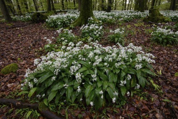 Wild garlic blossom (Allium ursinum) on the forest floor in a beech forest (Fagus sylvatica) in the