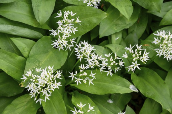 Wild garlic blossom (Allium ursinum) on the forest floor, Ahornweg, Terra Vita nature park Park,