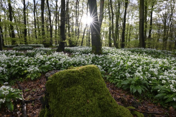 Wild garlic blossom (Allium ursinum) on the forest floor in a beech forest (Fagus sylvatica) in the