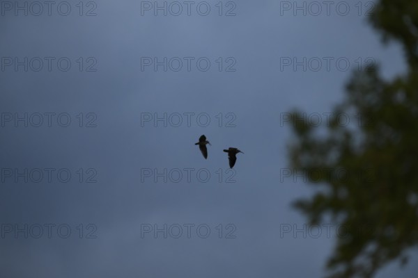 Silhouette of woodcock (Scolopax rusticola) in flight against a cloudy sky at dusk Courtship flight