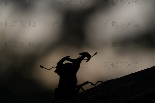 Stag beetle (Lucanus cervus), sitting on a branch in front of a dark background at dusk after