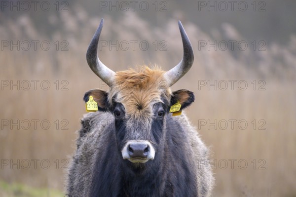 Heck cow of rebred aurochs with large horns standing on a pasture, distinctive ear tags, damme,