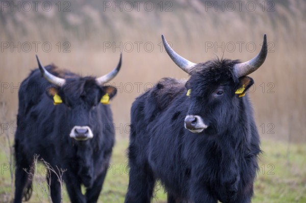 Two stern cattle of rebred aurochs with large horns standing on a pasture, distinctive ear tags,