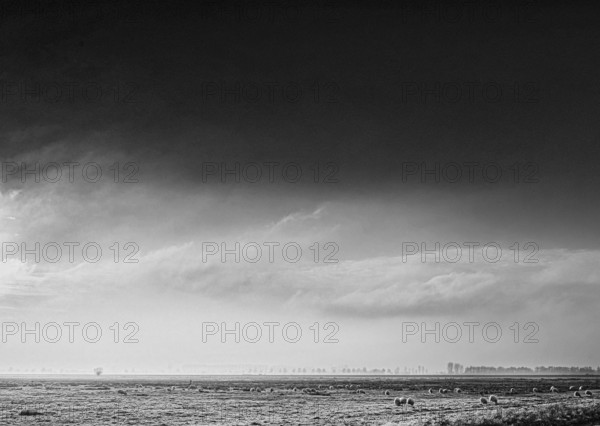 The black and white photo shows a peaceful scene in Ochsenmoor, Germany. A flock of sheep grazes on