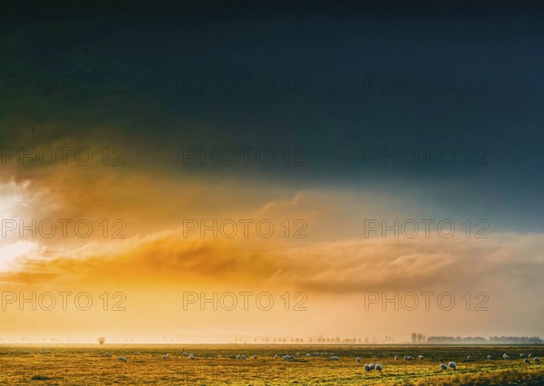 The photo shows a peaceful scene in rich saturated colors in Ochsenmoor, Germany. A flock of sheep