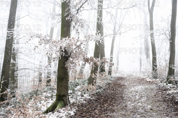 Snow-covered beech forest (Fagus sylvatica) on the Hermannsweg, Terra Vita nature park Park, Dissen