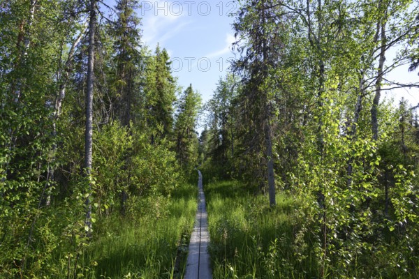 Narrow wooden trail leads through a green birch forest under a blue sky, near Vianaavan Lintutorni,
