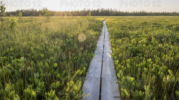 Holzpfad Bohlenweg Holzsteg leads across extensive moors, hiking area near Rovaniemi, Saarenkylä,