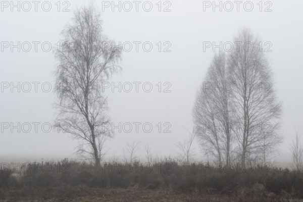 Birches (Betula pendula) in the fog in the moor, Emsland, Lower Saxony, Germany