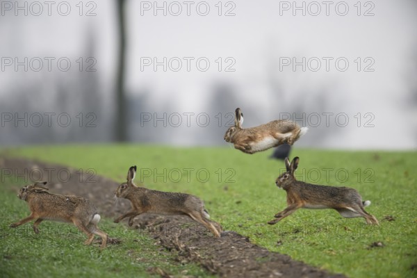 Four brown hares (Lepus europaeus) in motion, one jumping up, dynamic scene outdoors, Dümmer nature