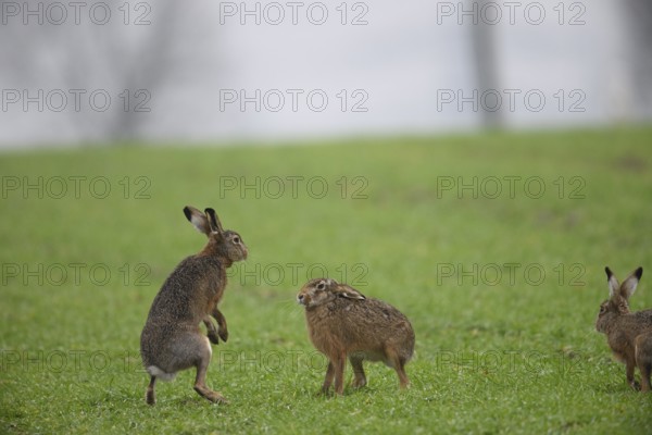 Two playing brown hares (Lepus europaeus) standing on a green meadow. Hare mating season, Dümmer