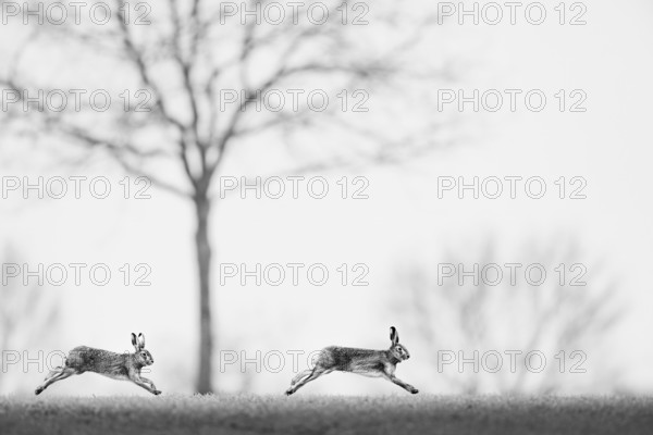 Two brown hares hares (Lepus europaeus) in black and white, running quickly side by side across the