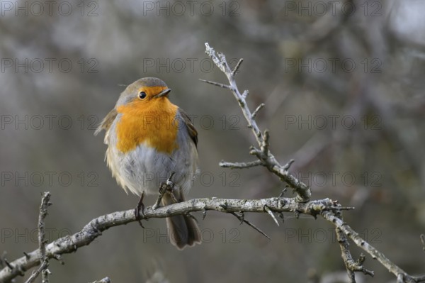 A robin (Erithacus rubecula) sitting on a bare thorn branch in a winter bush, Zuid Duinen,
