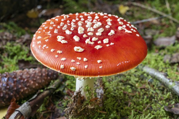 Close-up of a fly agaric (Amanita muscaria) with a red, white speckled cap on the mossy ground of a