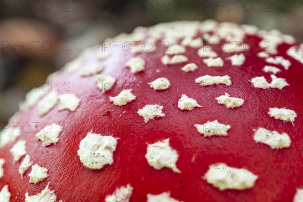 Close-up or macro photograph of the red, white speckled cap of a fly agaric (Amanita muscaria),