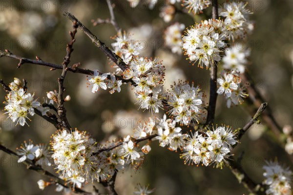 Close-up of the branches of flowering blackthorn or blackthorn (Prunus spinosa) in sunlight,
