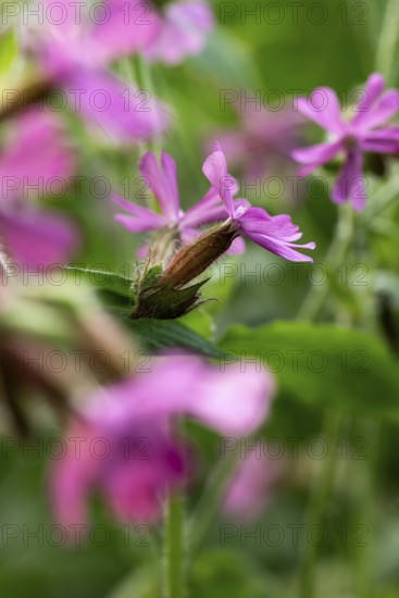 Close-up of a red campion (Silene dioica) with pink flower in front of blurred green foliage in a