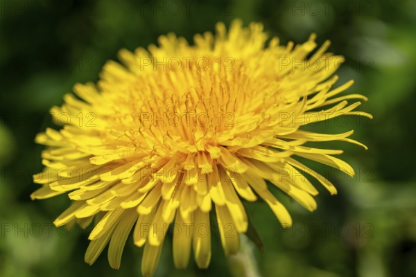 Close-up of the bright yellow flower of a common dandelion (Taraxacum sect. Ruderalia in front of