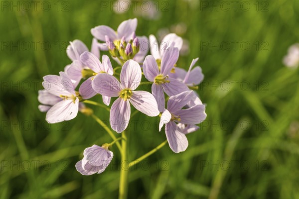 Pink-coloured inflorescences of meadow foamwort (Cardamine pratensis) in front of blurred green