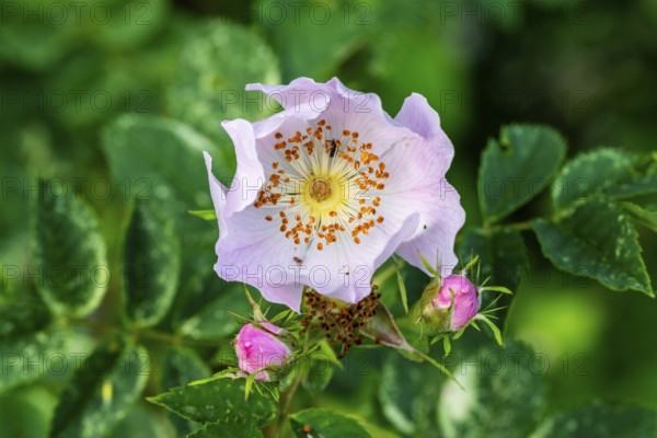 Close-up of the pink flower of a dog rose (Rosa canina) in front of green foliage, Germany