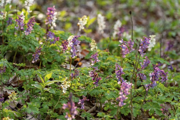 Hollow larkspur (Corydalis cava) with white and purple flowers in atmospheric light in a forest in
