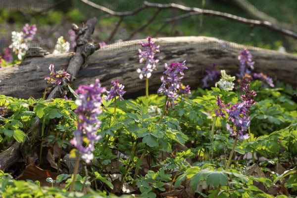 Hollow larkspur (Corydalis cava) with white and purple flowers in atmospheric light in a forest in