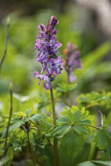 Close-up of Hollow larkspur (Corydalis cava) with purple flowers in a forest in spring, Lower
