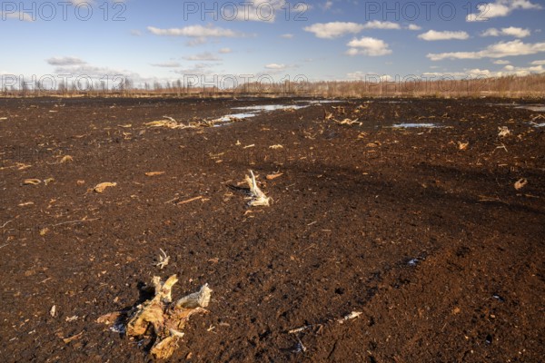 Peated hoochmoor black peat in cloudy skies with earthy colors and natural texture, Diepholzer