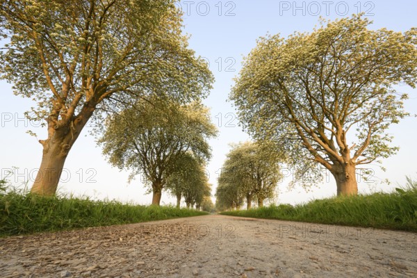 A rural path lined with green trees of a mulberry tree avenue (Morus spec.), Bohmte, Lower Saxony,
