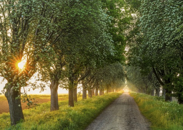 A rural path lined with green trees of a mulberry tree avenue (Morus spec.), through which the
