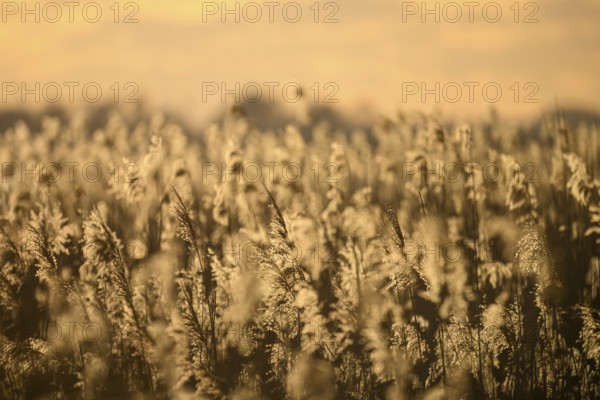 Reed field Reed reeds in the warm light of sunset with golden atmosphere, Lembruch, Lower Saxony,
