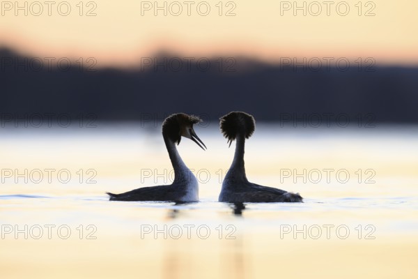 Two great crested grebes (Podiceps cristatus) in the water at sunset, romantic atmosphere,