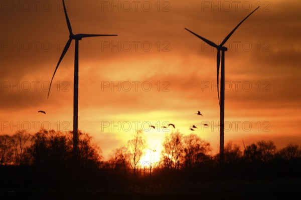 Wind turbines and flying birds geese in front of an orange sunset, silhouettes of wind turbines in