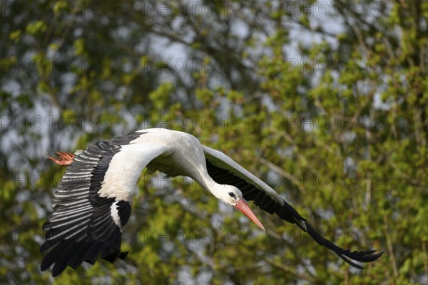 Stork White stork (Ciconia ciconia) in flight over a wooded landscape with outstretched wings,