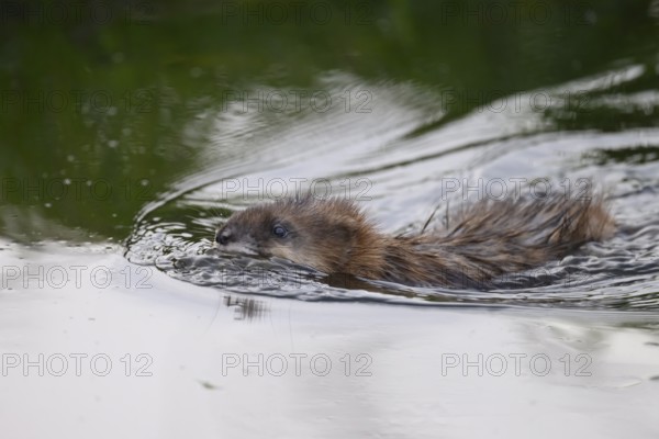A muskrat (Ondatra zibethicus) swims through the water, which is reflected by trees in the