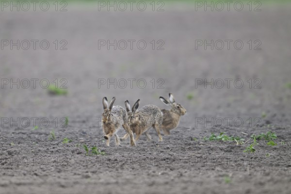 Group of three hares European hare (Lepus europaeus) on an open, dry field, Dümmer nature park