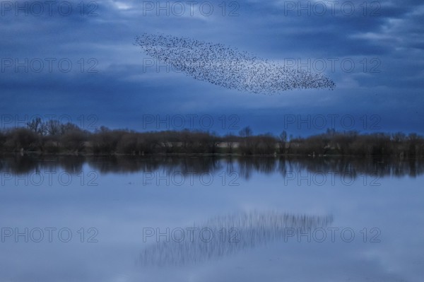 A flock of starlings (Sturnus vulgaris) flies over a calm body of water reflecting the sky, flock
