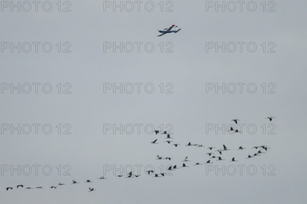 An airplane flies over a flock of birds flying in formation in the grey sky, Dümmer nature park