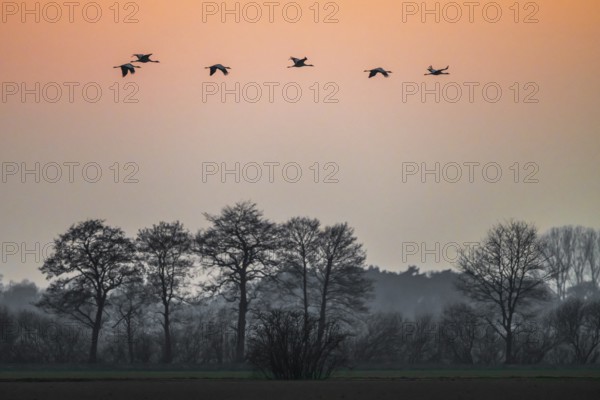 Cranes (Grus grus) flying over a quiet landscape at dusk, Dümmer nature park Park, Lower Saxony,