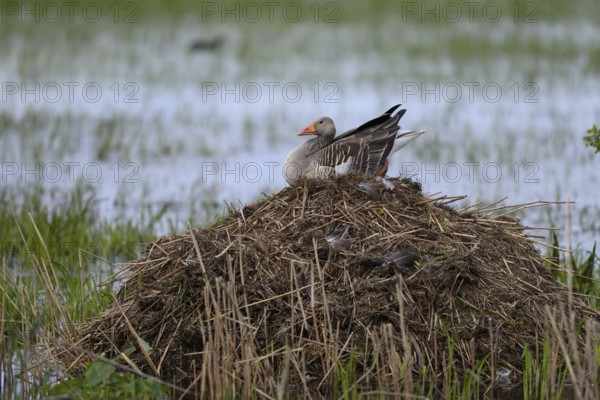 A grey goose (Anser anser) sitting on its nest of dry reeds surrounded by water Dümmer nature park