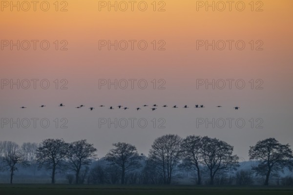 A line of cranes (Grus grus) flies over trees at dusk, Dümmer nature park Park, Lower Saxony,