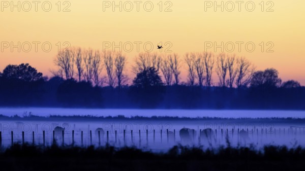 Foggy meadows landscape at sunrise, trees and birds visible as silhouettes, Boller Moor, Dümmer