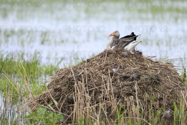 A grey goose (Anser anser) sits quietly on a nest on your Bisamburg, which is surrounded by water,