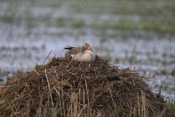 A grey goose (Anser anser) sits quietly on a nest on a bisamburg surrounded by water, A goose sits