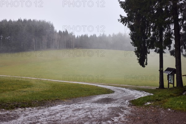 Coniferous forest, meadow, dirt road, curve, rainy, foggy, fog, dreary, cloudy, broad plain,
