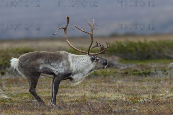 Typical posture of a reindeer bull (Rangifer tarandus) shortly in front of it makes its rutting