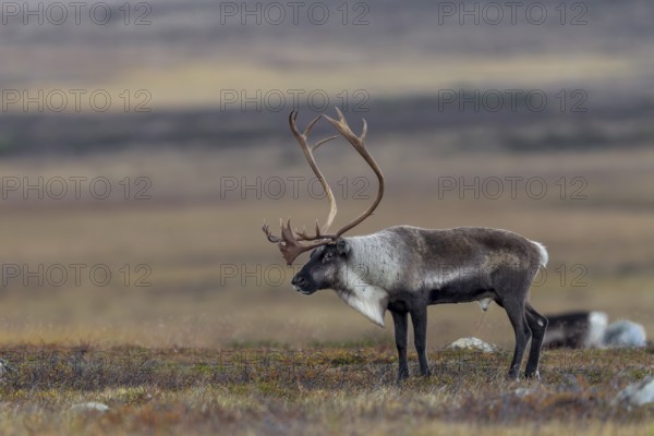 A reindeer bull (Rangifer tarandus) watches over his herd grazing in the tundra, rut, autumn,