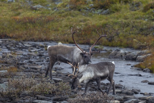 Reindeer bull (Rangifer tarandus) follows a female to test her readiness to mate, rut, autumn,